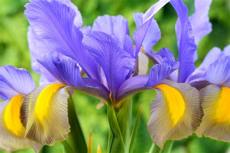 Iris Bagged Bulbs 10bag Mystic Beauty Buy Online At Annies Annuals