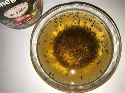 Jul 12, 2021 · get an empty spray bottle and put in around 10 drops of washing up liquid. How to Get Rid of Fruit Flies: 10 Ways That Actually Work