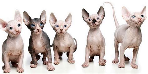 Hairless Cat Breeds Ultimate Guide To Everything