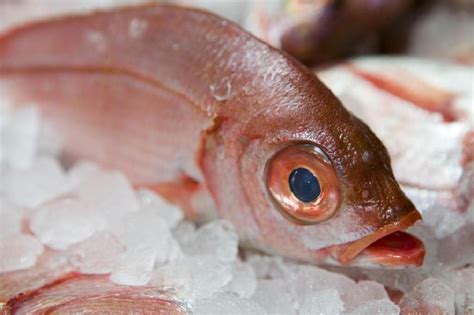 Tips Memilih Ikan Segar Di Pasar. Dulu Tak Tahu Sekarang Gerenti Tahu