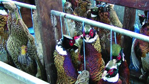 Take Action For Game Birds Animal Aid