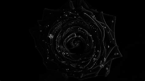 All of these rose background images and vectors have high resolution and can be used as banners, posters or wallpapers. Black Rose Wallpapers Images Photos Pictures Backgrounds