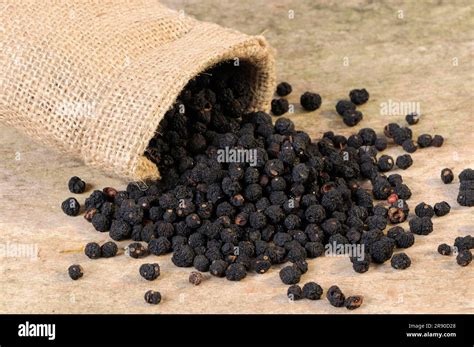 Tasmanian Pepper Tasmannia Lanceolata Mountain Pepper Australian