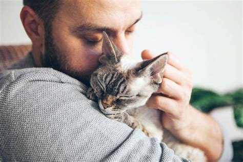 Do Cats Feel Love Comfort Zone