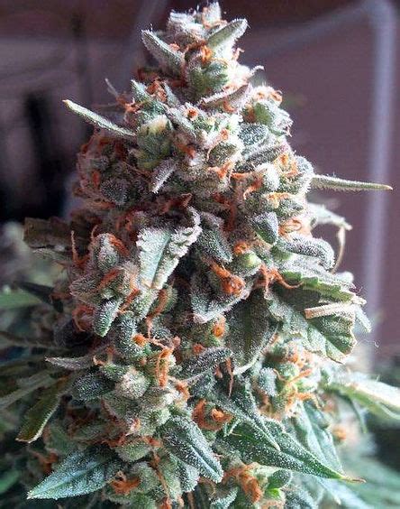 Because both pot plants have a large production of flowering, these strains are susceptible to mold, which can be reduced by growing indoors to reduce humidity or by growing them outdoors in a drier climate. Auto MASSassin (Critical Mass Collective) :: Cannabis ...
