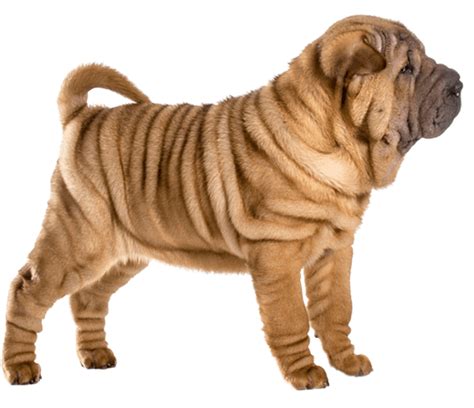 Chinese Shar Pei Dog Breed Facts And Information Wag Dog Walking