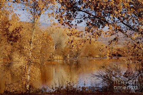 Far Side Of The Pond Photograph By Vicki Pelham Fine Art America