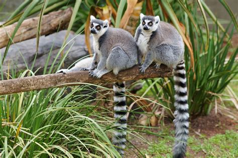 Lemur Full Hd Wallpaper And Background Image 3600x2401 Id406400