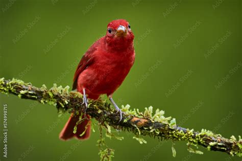 Red Tanager In Green Vegetation Red Tanager On The Big Palm Leave