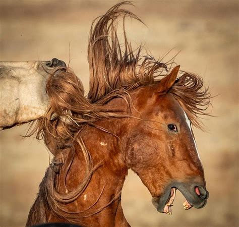 Close up of the buckskin and chestnut stallions taken about 15 minutes