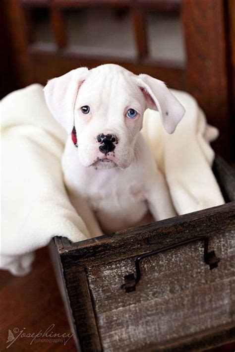 20 Cute American Boxer Dog Pictures You Will Love In 2020 White