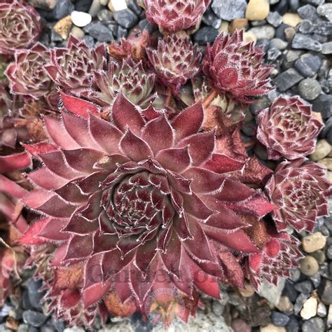 Photo Of The Entire Plant Of Hen And Chicks Sempervivum Plum Frosting