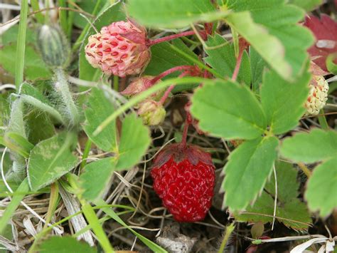 Wild Strawberry Plantwatch