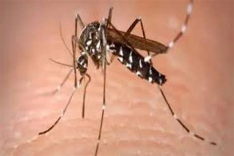 Karnataka Witnesses First Confirmed Zika Virus Case In State