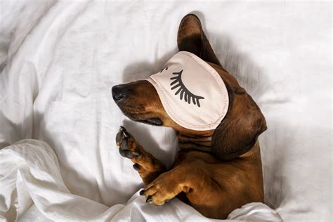 Why Do Dogs Sleep All Day A Dog Owners Guide Askvet