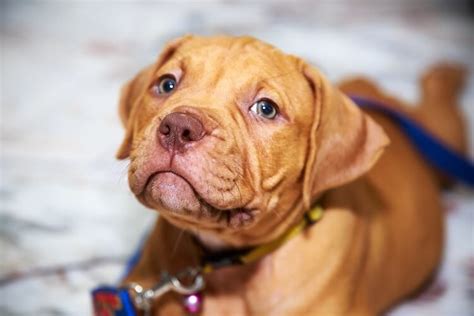 Red Nose Pit Bull What To Know Before Buying All Things Dogs