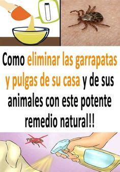 Evite tener comida abierta en la encimera de su cocina y si saca algún elemento de su envase original, hazte con. COMO ELIMINAR LAS GARRAPATAS Y PULGAS en 2020 | Como ...