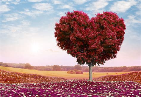 Love Tree Wallpapers Wallpaper Cave