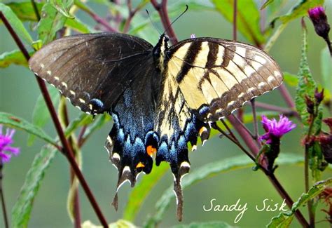 Black Swallowtail Male And Female Eastern Tiger Swallowtail