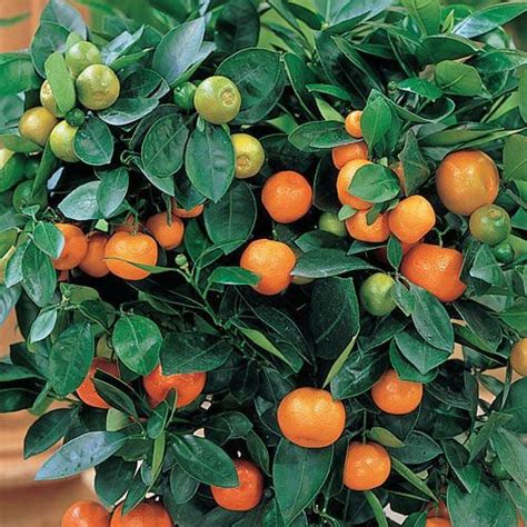 Dwarf Calamondin Orange Gurneys Seed And Nursery Co Citrus Trees