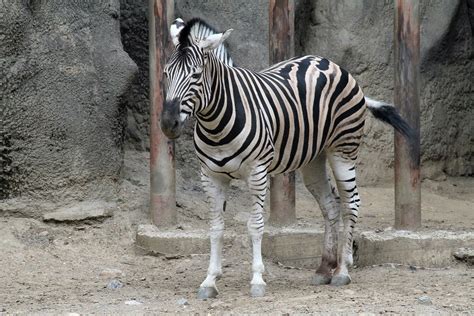 Plains Zebra Equus Burchellii Philadelphia Zoo June 30 Flickr
