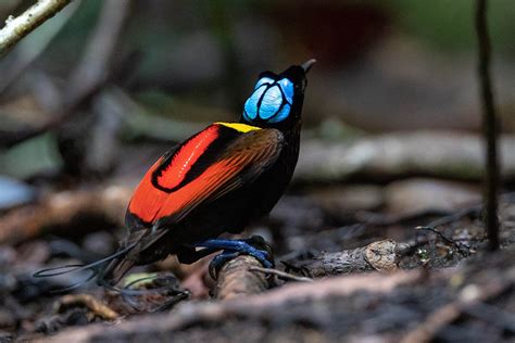 We continue with bird of paradise that evokes a far away island. Raja Ampat Birding Tour for Wilson and Red Bird of ...