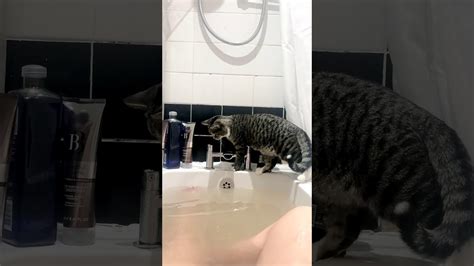 Cat Falls Into Bath Youtube