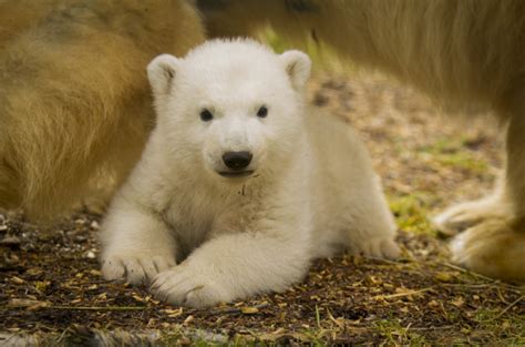 Polar Bear Cub Makes Long Awaited Debut Zooborns