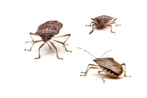 Do Stink Bugs Burn Your Skin Can They Harm You Pestqueen