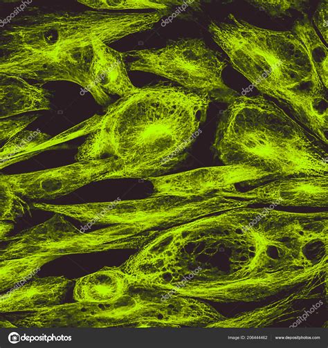 Real Fluorescence Microscopic View Human Skin Cells Culture Nucleus