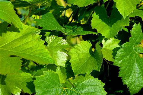 Winegrowing Hd Wallpapers Backgrounds