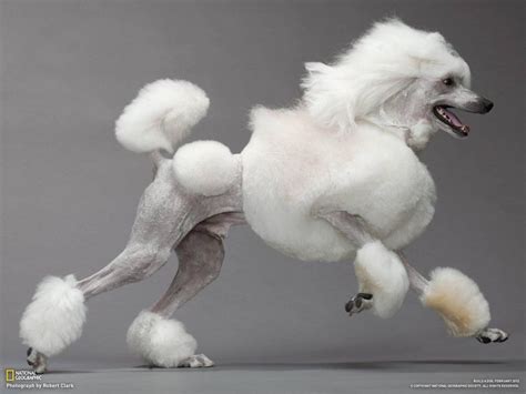 A White Poodle Standing On Its Hind Legs