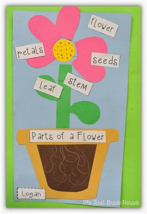 Kindergarten Activities Plants Aplenty Perfect Lesson Ideaspictures
