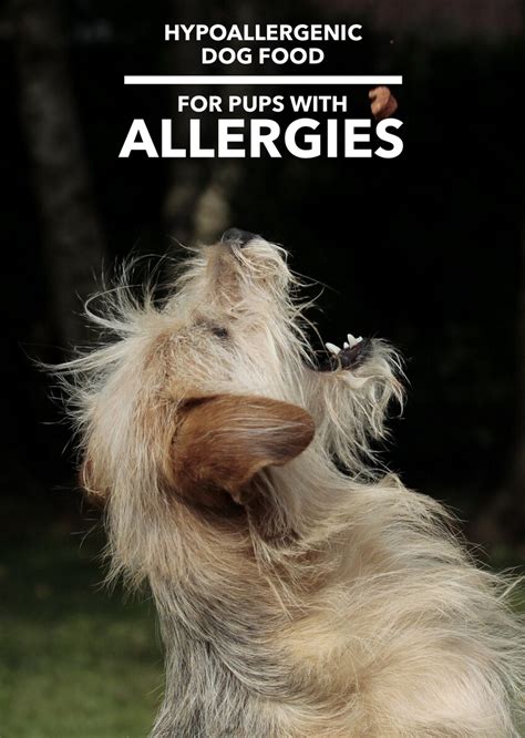 We did not find results for: Hypoallergenic Dog Food - Dogs Have Allergies Too