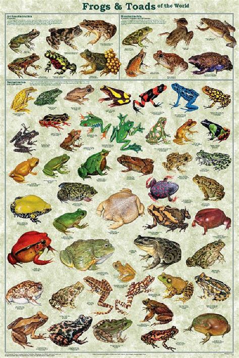 Laminated Frogs & Toads Amphibian Identification Poster/Chart 24x36