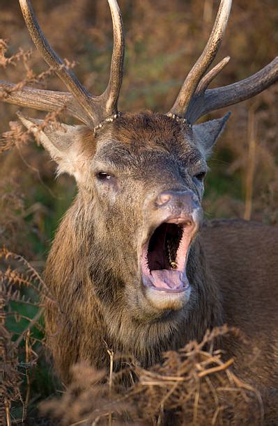 Animals With Buck Teeth Stock Photos Pictures And Royalty Free Images