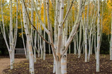 Discover The 10 Different Types Of Birch Trees