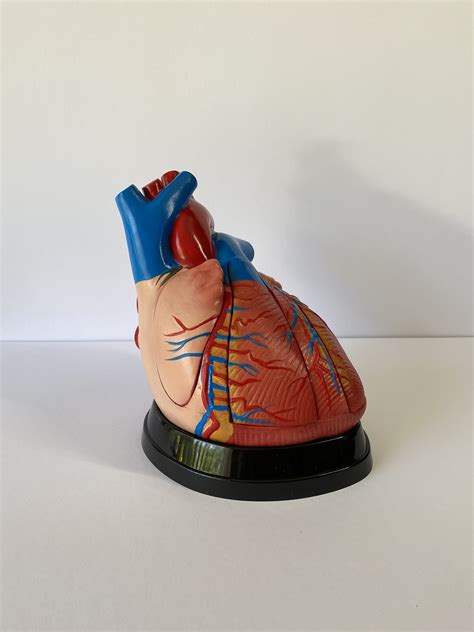 Advanced Enlarged Anatomical Human Heart Model Heart And Lung Models