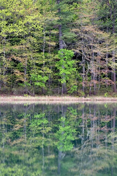 Spring Reflections Free Nature Stock