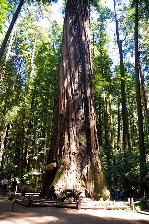Information About Redwood4 On Redwoods Santa Cruz Localwiki
