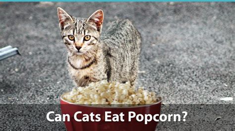 Is there an easy answer to this common cat owner question? Can Cats Eat Popcorn Or Is It Bad For Them?