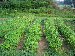 Bush beans germinate in six to 10 days. Planting Green Beans
