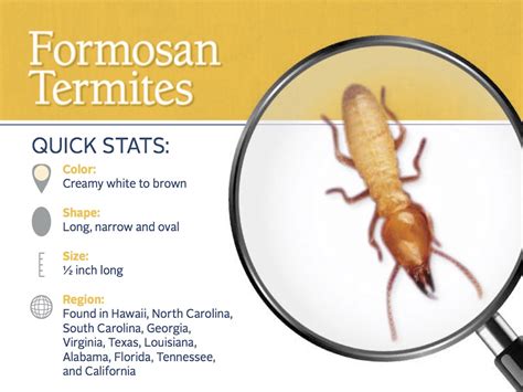 Formosan Termites What You Need To Know Jandj Exterminating