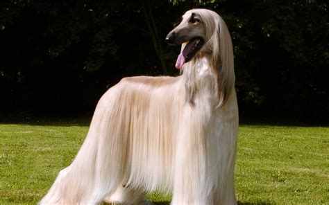 Afghan Hound Characteristics And Character Dogs Breeds