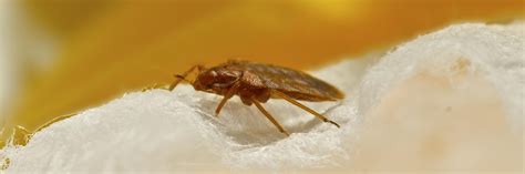 Bedbugs Treatment By Red Dirt Pest Control