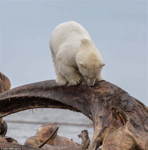 Young Polar Bear Gets His Head Stuck In An Enormous Bone As He Scavenges For Dinner Daily Mail