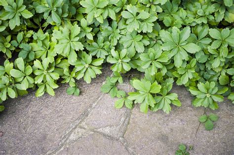 Pachysandra Growing Zone Information On Pachysandra Plant Care