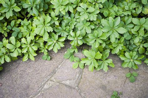 Another reason to love sweet woodruff is that it leaves behind a delicious. Pachysandra Growing Zone: Information On Pachysandra Plant ...