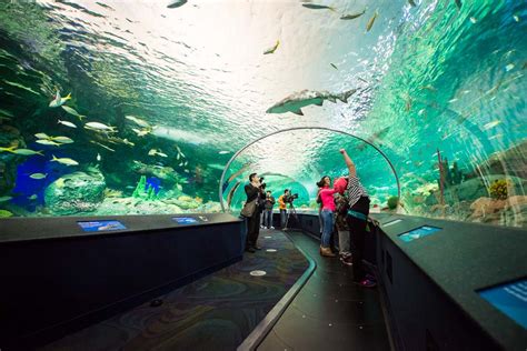 Ripleys Aquarium Of Canada Amazing Photos You Cant Miss Places