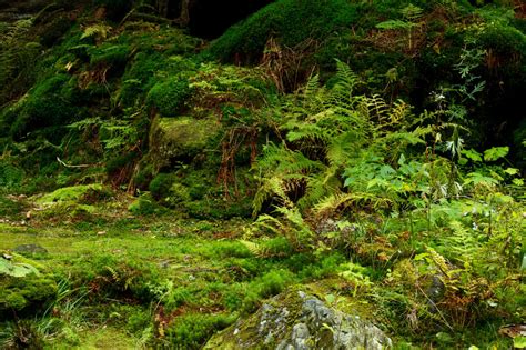 Free Images Landscape Tree Nature Forest Outdoor Rock Growth